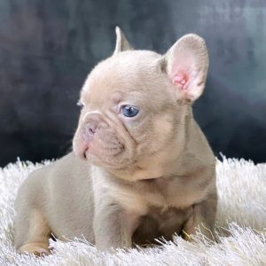 Frenchie Lilac and tan female