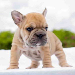 Blue Fawn French bulldog Big Rope male available in miami