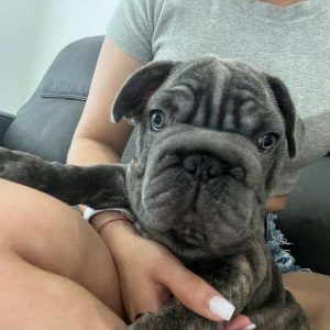 French bulldog Big Rope Male Available