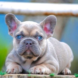French bulldog Lilac sable fawn, fuffly carrier triple Carrier