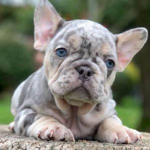 Exotic French Bulldogs Lilac Merle and Tan (1)