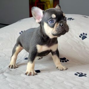 Breed: French Bulldog
Birthdate: 2021-03-04
Color: Choco and tan Isabella carrier
Status: Available