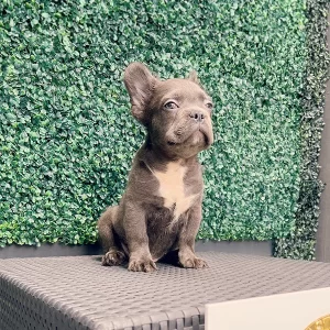 French Bulldog Blue Male Available