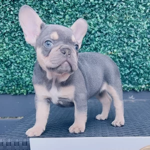 French Bulldog Lilac And Tan Female Available