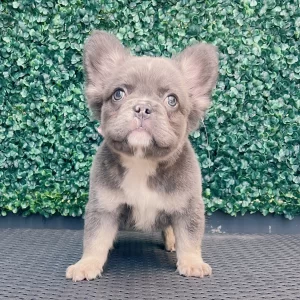 Frenchie Lilac And Tan Fluffy Female Available