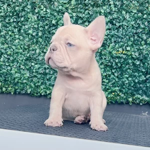 Frenchie Lilac Fawn Merle Male