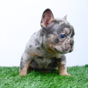 French Bulldog Blue merle and tan isabella carrier