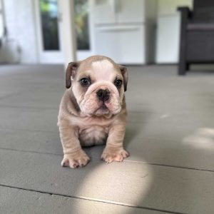 Available Puppies - Master Bulldogs Miami