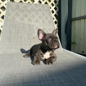 Isabella Carrier French Bulldogs