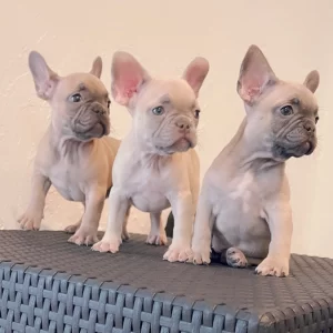New Litter Available , French Bulldog Lilac Fawn And Blue Fawn