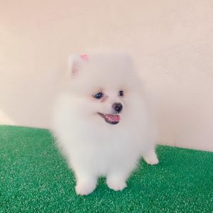 Breed: Pomeranian
Birthdate: 2020-05-08
Color: white
Status: Available