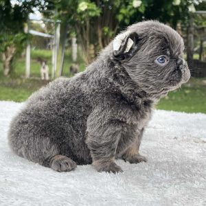French Bulldog mini for sale in florida
