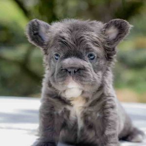 French Bulldog lilac full fluffy Big Rope Male Available