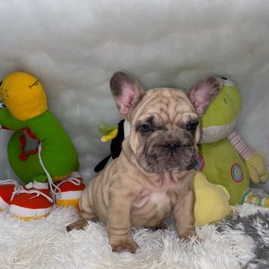 French Bulldog big rope male for sale