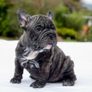 french bulldog big rope fluffy for sale in miami
